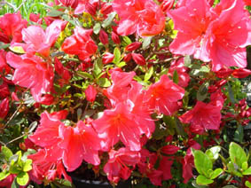 Rhododendron 'Johana'